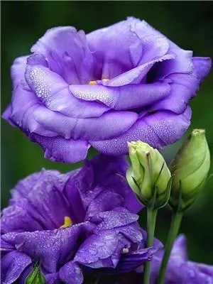 Flowers Painting Kits