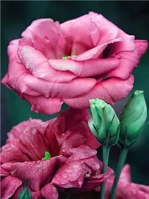 Flowers Painting Kits
