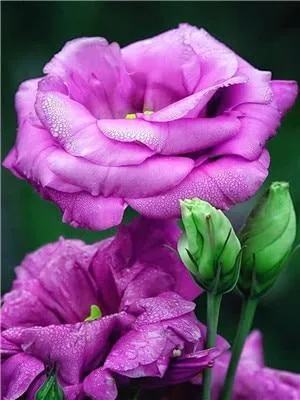 Flowers Painting Kits