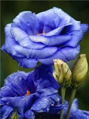 Flowers Painting Kits