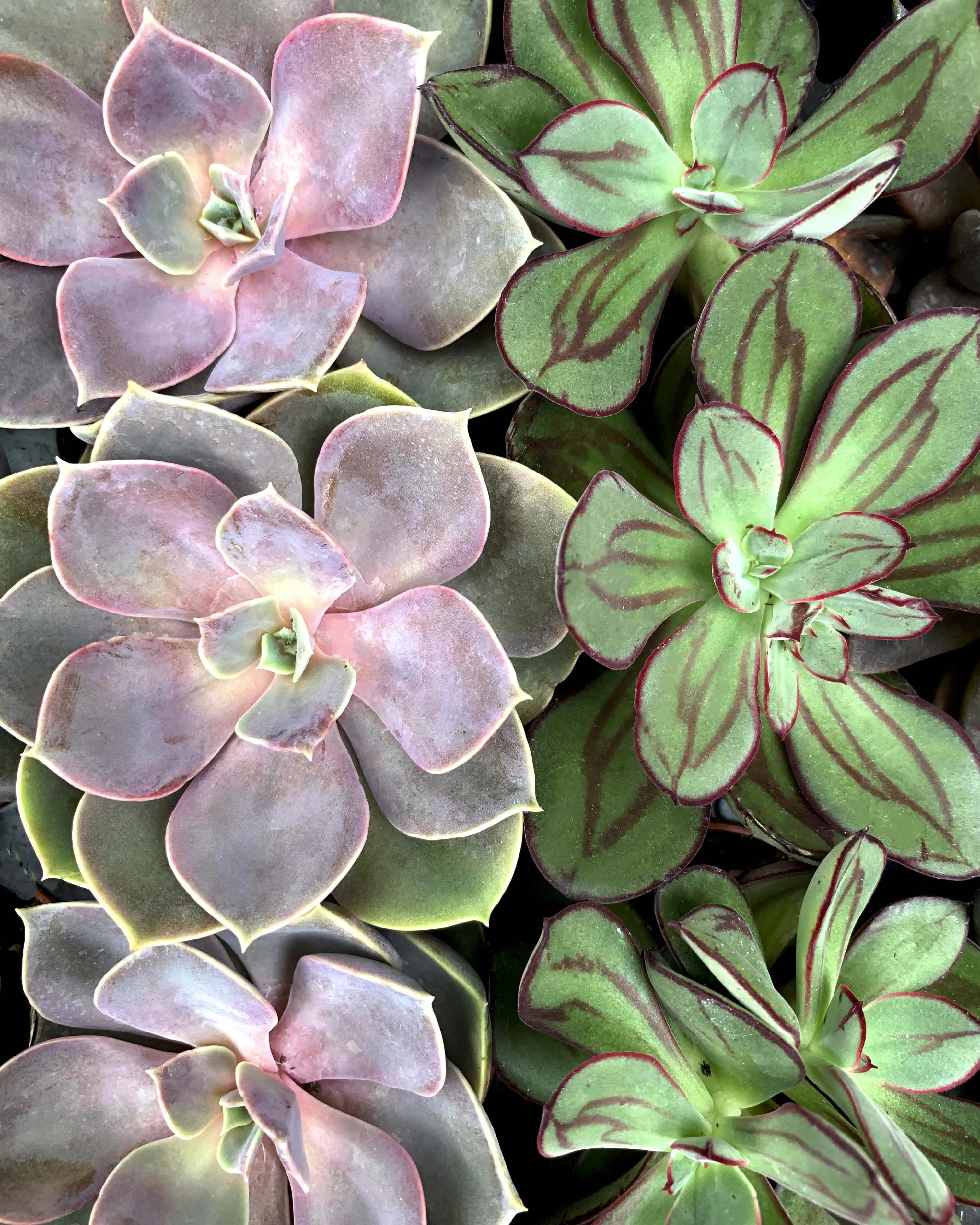 Sweet Succulent by Violet Van Gogh